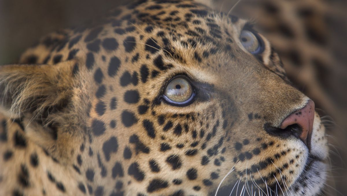 Animal Encounters in North Carolina Zoos & Safaris